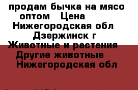 продам бычка на мясо оптом › Цена ­ 280 - Нижегородская обл., Дзержинск г. Животные и растения » Другие животные   . Нижегородская обл.